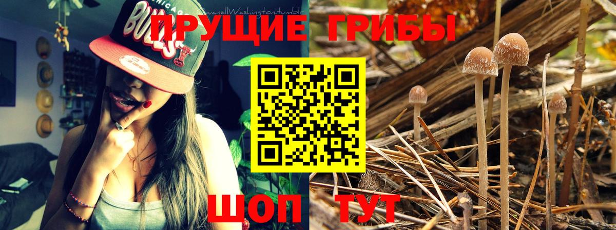 Галлюциногенные грибы Cubensis  Вход с VPN  Галлюциногенные грибы Cubensis  Петровск 
